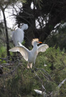 09-3963 Cattle Egret Bubulcus ibis Camargue France